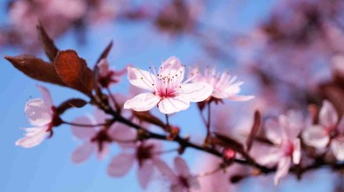 2025 Nevruz Bayramı Ne Zaman? Anlamı ve Kutlama Gelenekleri