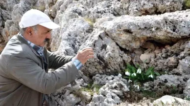 Aşı yapımında kullanılan kıymetli bitki için bakanlıktan karar! Sökümü 5 yıl boyunca yasaklandı
