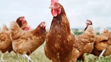 Türkiye'nin tavuk devine kesilen ceza miktarı şoke etti!