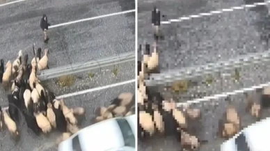Hızını alamadı, koyun sürüsüne daldı