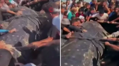 Gazze'de dev balık kıyıya vurdu: Tam 2 ton ağırlığında!