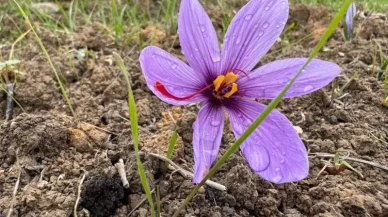 Kilosu 600 bin TL! Gören tarlaya koşuyor