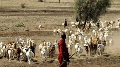 Senegal’de Rift Vadisi Ateşi salgını büyüyor: Ölü sayısı 25’e yükseldi