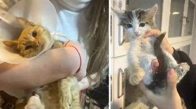 Isparta'da vahşet! Büyü için sokak hayvanlarının uzuvlarını kestiler