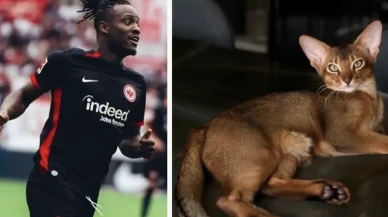 Batshuayi’nin kedisi için Almanya seferber oldu