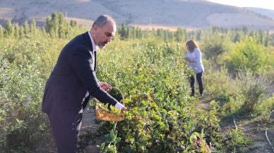 Çiftçiler bu meyveyi dikmek için sıraya girdi: Getirisi çok büyük