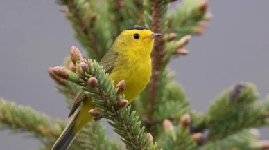 Uzmanlardan korkutan uyarı: Kuşların davranışları değişti, doğanın dengesi bozuluyor