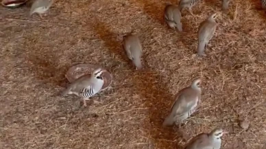 Bitlis’te kaçak keklik ticareti engellendi: 90 kınalı keklik yeniden doğaya dalındı