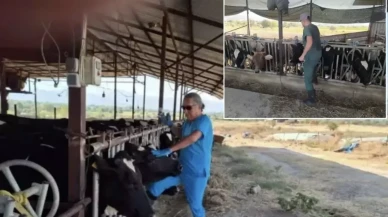 Aydın’da Şap alarmı! 9 Mahalle karantinaya alındı