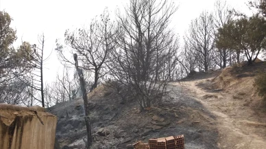 Cezayir’de tarihi ağaçlandırma kampanyası: Bir günde bir milyon fidan