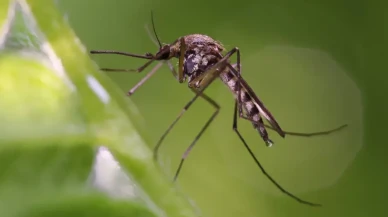 Ülke tarihinde bir ilk! İzlanda'da sivrisinek görüldü