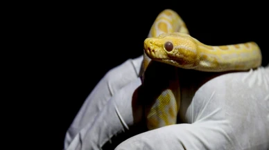 Asayiş kontrolü sırasında ilginç olay! Cebinden büyük piton çıktı