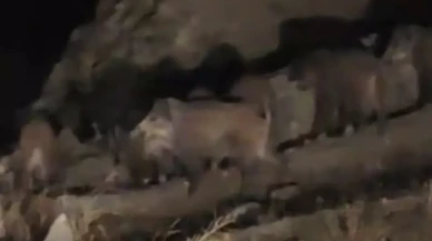 Van Başkale'de yaban domuzu sürüsü mahalleye indi