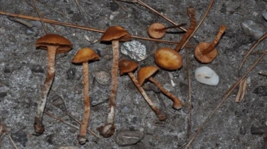 Aydın’da mantar faciası: Koca öldü, eşi hastaneye kaldırıldı