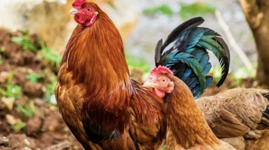 Belçika’da kuş gribi alarmı: Tüm kümes hayvanları kapalı alanlara alındı