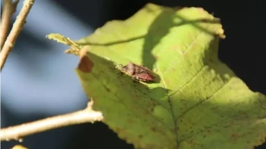 Tarım ve Orman Bakanlığı düğmeye bastı! Kahverengi kokarca kabusu bitiyor mu?