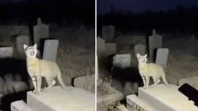 Yapay zeka sınır tanımıyor: Mezarlıkta “Allahu Ekber” diyen kedi viral oldu