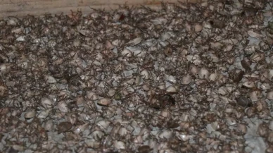 Kokarca tehlikesi yayılıyor: Cilde temas eden dikkat etmeli!