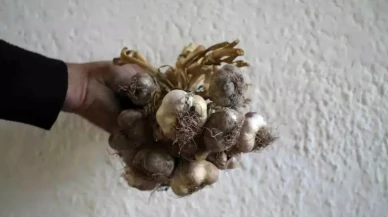 Gümüşhane ata mirasını markalaştırıyor: ‘Siyah sarımsak’ tescil yolunda