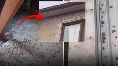 Tüm Türkiye'ye yayılmaya başladı: Acil eylem çağrısı geldi