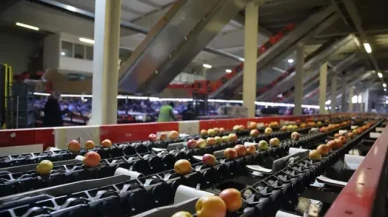 25 ülkeye ihracat yapan Saraylım Tarım konkordato talep etti