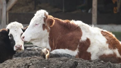 Bolu’da şap hastalığı alarmı: 18 köy ve 4 mahalle karantinaya alındı