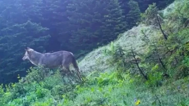 Uludağ’da fotokapanlara takılan iki çakal doğal yaşamda görüntülendi