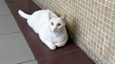 Bakırköy Adliyesi'ndeki kediler için toplatma kararı