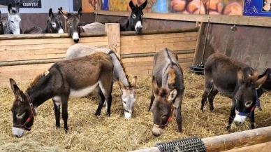 Almanya’da dikkat çeken karar: Gazze’den 8 eşeğe sığınma hakkı, Filistinli bebeğe ret