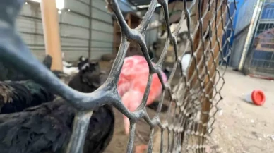 Gazze’de can kaybı 68.865’e çıktı