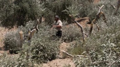 Batı Şeria’da Filistinlilere saldırı: Zeytin hasadı hedef alındı