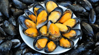 İstanbul'da kaçak midye avcılığına 339 bin 930 lira ceza