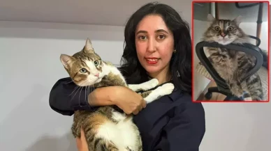 THY uçuşunda kedi kayboldu: Sahibi soruşturma talep etti