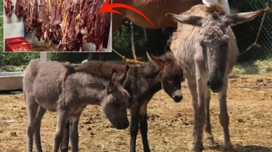 Bakanlık markayı ifşa etti: İşte vatandaşa sucuk diye at ve eşek eti yedirilen ilimiz