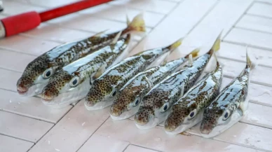 Bu balığı avladılar, 1 milyon 227 bin 144 lira destek aldılar