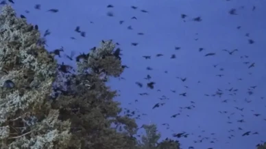 Erzincan'da karga istilası: Her akşam aynı saatte geliyorlar