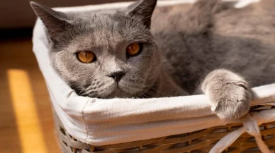 British Shorthair Fiyatları 2026, Bakımı ve Özellikleri