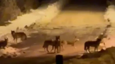 Ardahan'da yiyecek arayan kurtlar ilçe merkezine indi