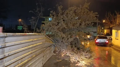 Bursa'da kuvvetli rüzgar paniği: Ağaç devrildi