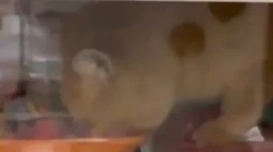 Beylikdüzü’ndeki zincir market görüntüleri tepki çekti