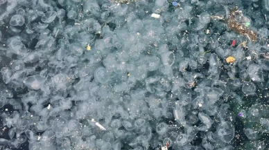 Üsküdar Sahili'nde korkutan manzara: Denizanaları istila etti