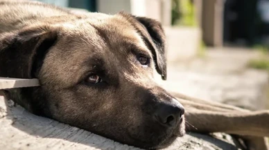 150 Avukattan İstanbul Valiliği’ne suç duyurusu: 'Besleme hakkı engellenemez'