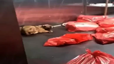 Ankara Büyükşehir Belediyesi'nden 'barınak' açıklaması