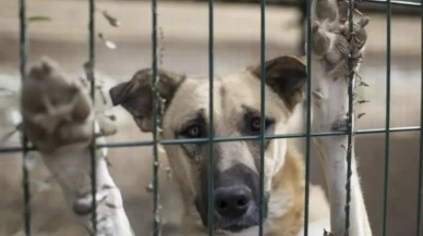Ankara’da barınakta ölü köpek skandalı: Soruşturma başlatıldı