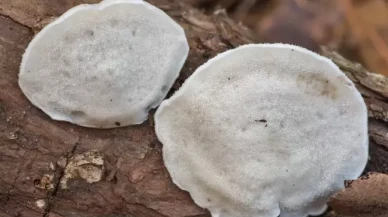 Bilim insanları en acı maddeyi buldu