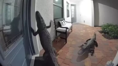 Kapısı çalan vatandaş, kameradan bakınca gördüğü manzara karşısında şoke oldu