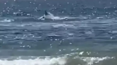 Uyarıları dikkate almayan adam, köpek balığı saldırısına uğradı