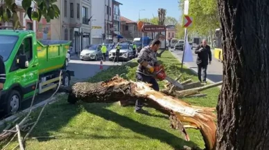 İstanbul'da kuvvetli rüzgar ağaçları devirdi