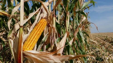 Mısır ithalatında 1 milyon tonluk tarife kontenjanı açıldı