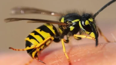 Arı sokması nedeniyle genç kadın hayatını kaybetti